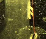 stalks_bent.jpg