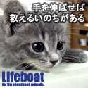 NPO法人犬と猫のためのライフボート～手を伸ばせば救えるいのちがある～