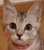 王子ちゃま