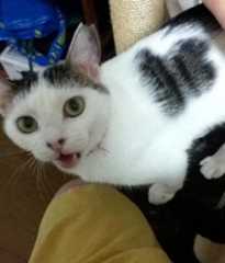 にゃー