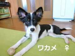 ワカメ