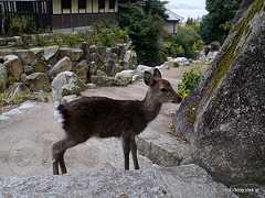 子鹿と出会う - 弥山登山道（大聖院コース）