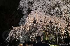 しだれ桜は満開 - 六義園 しだれ桜と大名庭園のライトアップ 2013 にいってきた