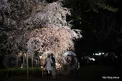 雨なので人はまばら - 六義園 しだれ桜と大名庭園のライトアップ 2013 にいってきた