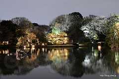 玉藻の磯から吹上茶屋方面を望む - 六義園 しだれ桜と大名庭園のライトアップ 2013 にいってきた