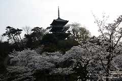 涵花亭から旧燈明寺三重塔を望む（夕暮れ前） - 横浜 三溪園 「観桜の夕べ」 2013 で夜桜を眺める