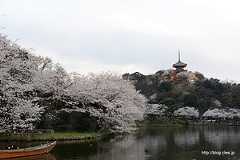 大池正門付近から旧燈明寺三重塔を望む（17時半すぎ） - 横浜 三溪園 「観桜の夕べ」 2013 で夜桜を眺める