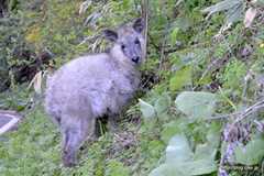 ニホンカモシカ - もふもふのニホンカモシカに遭遇