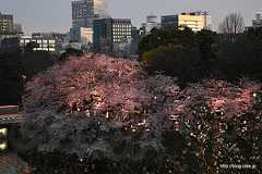 千鳥ヶ淵緑道ライトアップ - 千鳥ヶ淵の桜並木