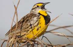 Meeting Creek Trails