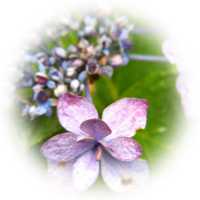 f:id:kudakurage:20111113163503p:image:w100