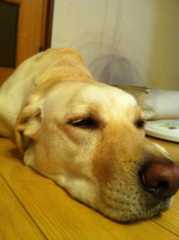 f:id:yumejitsugen1:20110622205222j:plain