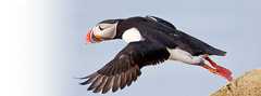 birds
