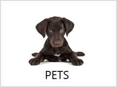 pets