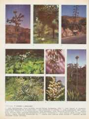 Семейство агавовые (Agavaceae)