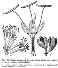 Семейство агавовые (Agavaceae)