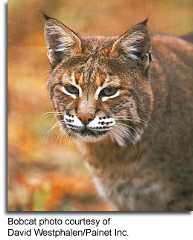 Bobcat by David Westphalen/Painet Inc.