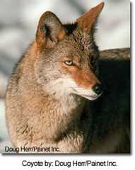 Coyote by: Doug Herr/Painet Inc.