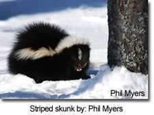 Striped skunk by: Phil Myers