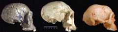 three skulls