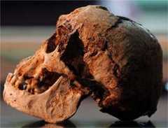 Hobbit skull