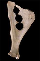 scapula