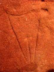 Olknitz vulva