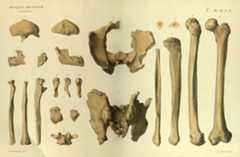 reliquiaeaquitan00lartuoft_raw_0696bones1sm