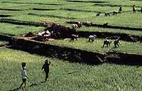 flores ricefields