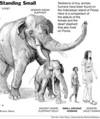 flores elephant