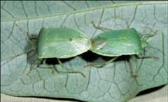 Figure 2. Mating pair of adult southern green stink bugs, Nezara viridula (Linnaeus).