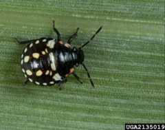 Figure 7. Third instar nymph of the southern green stink bug, Nezara viridula (Linnaeus).