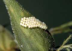 Figure 4. Eggs of the southern green stink bug, Nezara viridula (Linnaeus).