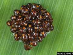 Figure 5. Recently emerged first instar nymphs of the southern green stink bug, Nezara viridula (Linnaeus).