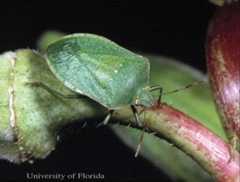 Figure 1. Adult southern green stink bug, Nezara viridula (Linnaeus).