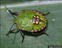 Figure 9. Fifth instar nymph of the southern green stink bug, Nezara viridula (Linnaeus).