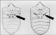 Figure 3. Stink glands of southern green stink bug, Nezara viridula (Linnaeus), left; and those of the green stink bug, Chinavia halaris(Say) right.