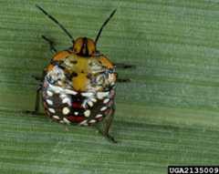 Figure 8. Fourth instar nymph of the southern green stink bug, Nezara viridula (Linnaeus).