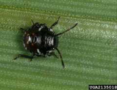 Figure 6. Second instar nymph of the southern green stink bug, Nezara viridula (Linnaeus).