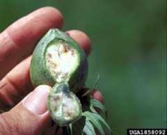 Figure 10. Feeding damage to cotton boll by the southern green stink bug, Nezara viridula (Linnaeus).