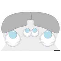 У первых позвоночных было две пары глаз