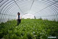 "She power" plays indispensable role in poverty alleviation