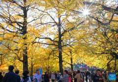 Golden ginkgo trees attract tourists in China's Henan