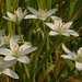 Ornithogalum umbellatum | Gewone vogelmelk - Star of Bethlehem