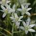 Ornithogalum umbellatum | Gewone vogelmelk - Star of Bethlehem