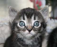 Gandalf's Other Kitten