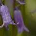 Hyacinthoides non-scripta | Wilde hyacint - Bluebell
