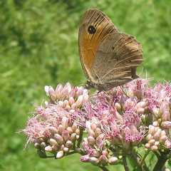 Bruin zandoogje op Koninginnenkruid. Maniola jurtina, Eupatorium cannabinum