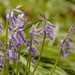 Hyacinthoides non-scripta | Wilde hyacint - Bluebell