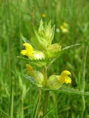 Rhinanthus minor - Kleine ratelaar. Foto: Naturalhistoryman